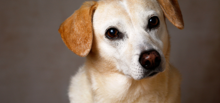 The Body Language Cheat Sheet: How to Tell if Your Dog is Stressed, Happy, or On Guard